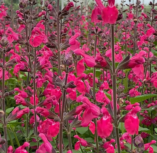Salvia pink pong hardy - ,