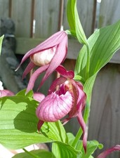 1x Cypripedium Ventricosum FS Lady's Slipper Orchid Hardy Garden Orchid Large #2