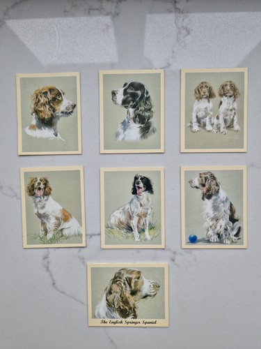 English springer spaniel - english,