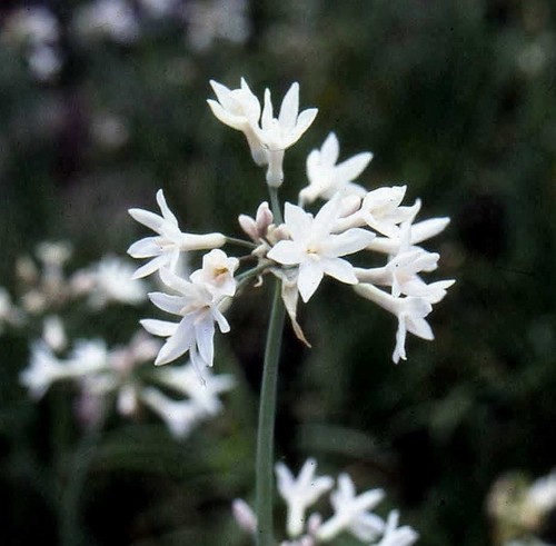 Tulbaghia violacea alba - tulbaghia, ‘violacea