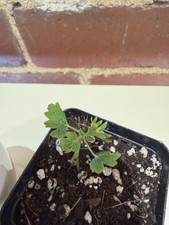 Rare Boswellia sacra