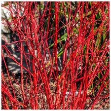 10 Red Dogwood 2-3ft Hedging Plants,Beautiful Red Bark Cornus Alba Sibirica