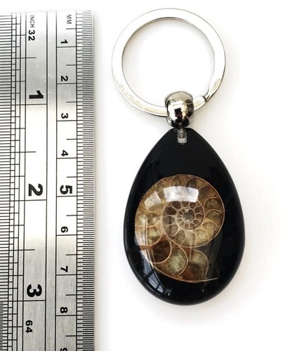 Genuine ammonite cut half - genuine,