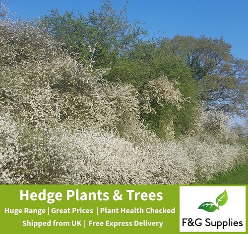 Blackthorn hedge plants native - hedge,