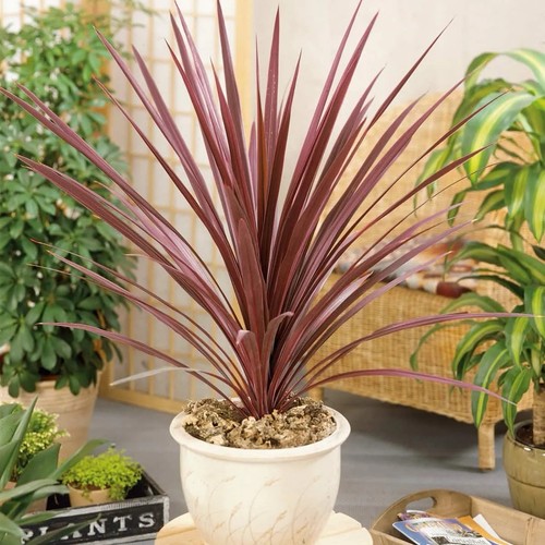 Cordyline red star - cordyline, pot