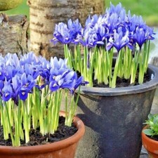 50 DWARF IRIS BULBS