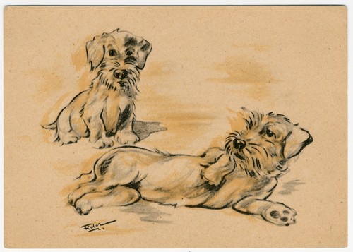 Sealyham terrier dogs - terrier, vintage