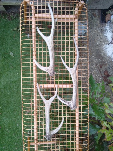 Sika deer antler - deer,