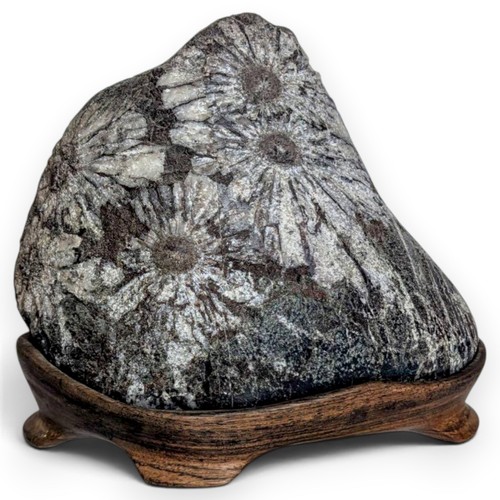 Suiseki flower stone viewing - flower,
