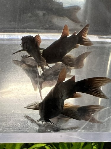 Black venezuelan corydoras - black, x6