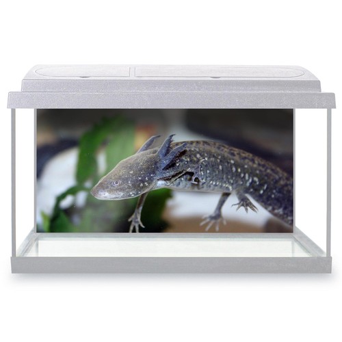 Fish tank background cool - fish,