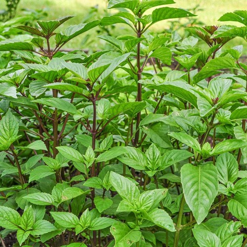 Cinnamon basil plug plants - basil,