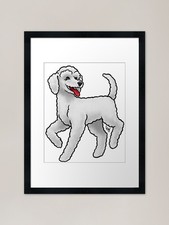 Dog - Standard Poodle - Puppy