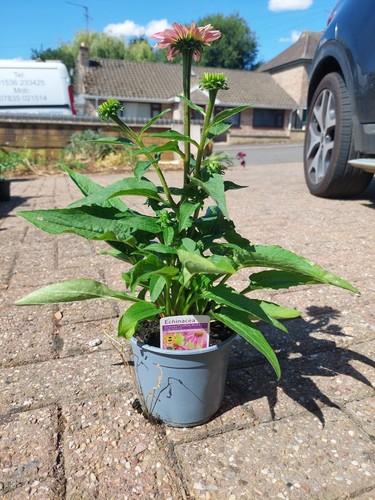 Echinacea purpurea powwow - purpurea,