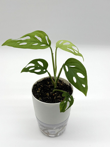 Monstera adansonii swiss - adansonii,