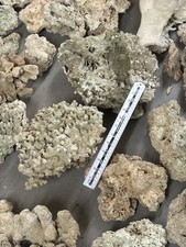 Indonesian live rock now