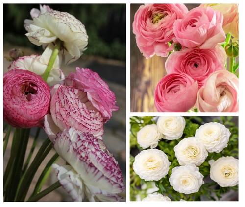 30x ranunculus asiaticus - 30x,