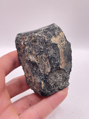 Carolina fossil whale - carolina,