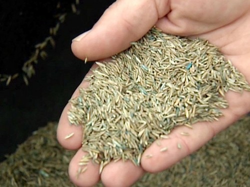 Grass lawn seed - grass,