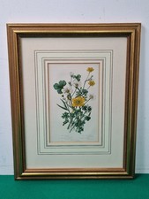 Framed British Summer Weeds