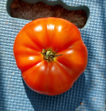 Rose de Berne tomat seeds x 20 heirloom variety