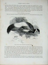 Original Old Antique Print Cassell'S Birds C1870 Chinese Eared Pheasant Bird