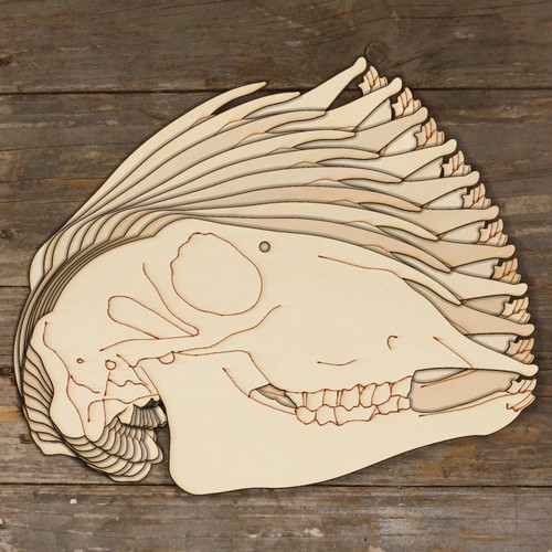 10x wooden sheep skull - skull, side