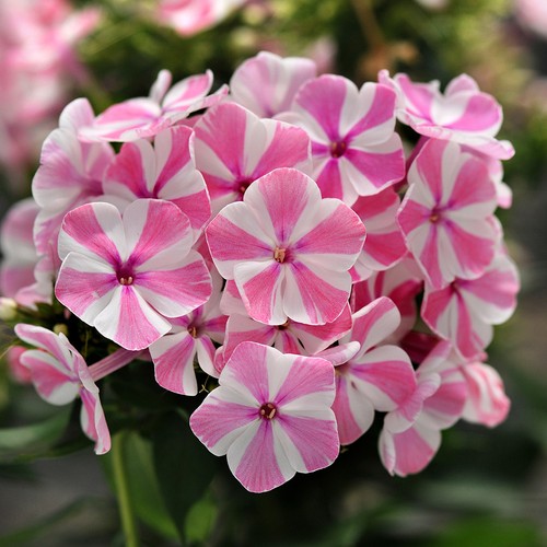 Garden phlox natascha bicolour - phlox,