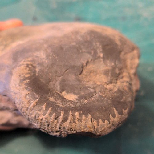 Ammonite nodule from whitby - ammonite,