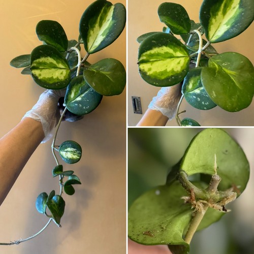 Hoya obovata splash - obovata,
