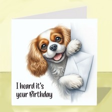 Cavalier King Charles Spaniel