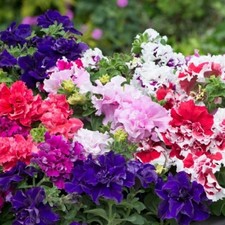 Petunia mini plug plants