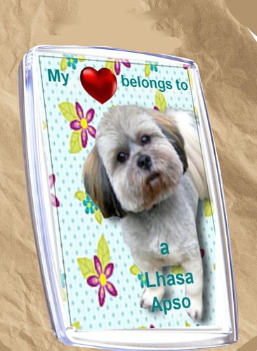Lhasa apso gift - lhasa,