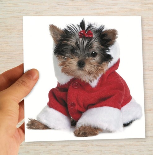 Santa yorkie christmas cards - yorkie, &