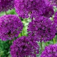 ALLIUM Purple Sensation in a 2