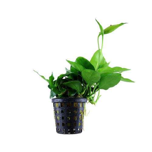 Anubias barteri var - , large