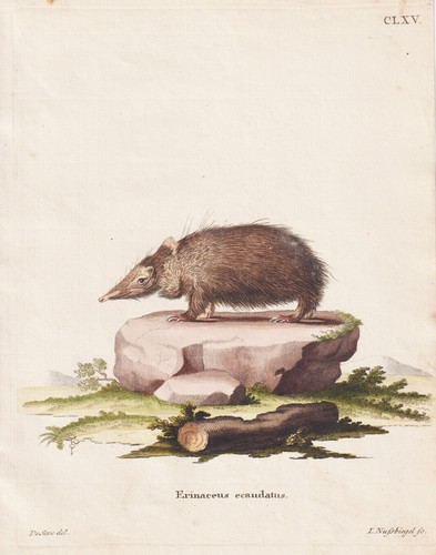 Large tenrek hedgehog - large,