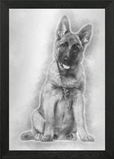 Belgian Shepherd dog 4 mon