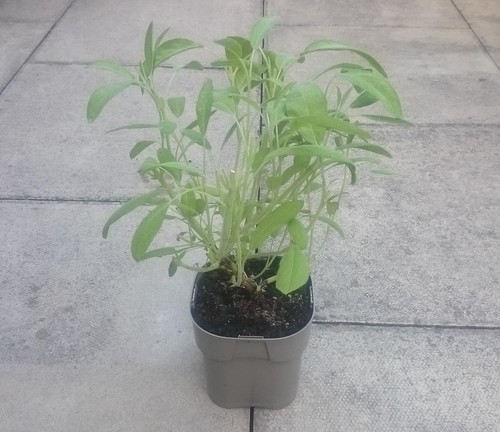 Sage herb plant 14cm pot - in,