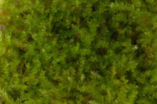 Weeping Moss - 10g  - Tropical