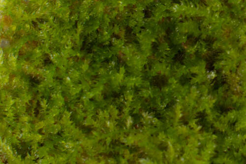 Weeping moss 10g - -,
