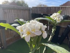 Larger multi tip Plumeria