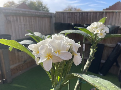 Multi tip plumeria plants for - multi,