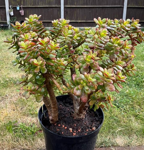 Crassula ovata subset - subset, –
