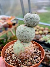 Tephrocactus Geometricus |