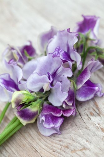 Sweet pea night sky - 'night, sky'