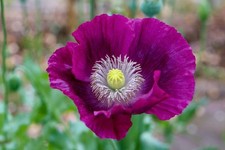 Papaver somniferum (Opium