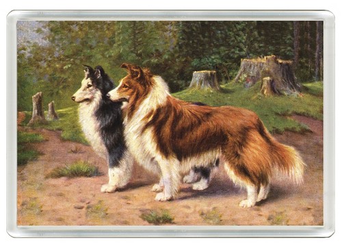 Shetland sheepdog sheltie dog - sheltie,