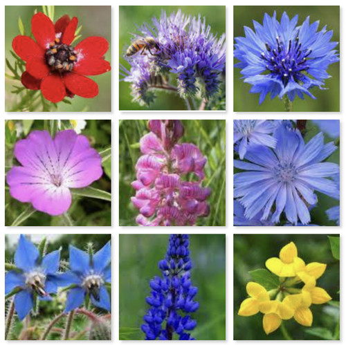 Wild flower meadow mix uk - wild,