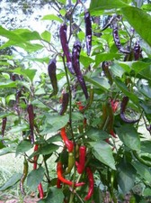 3x Pepper Chilli 'Cayenne Purple' Plug Plants Vegetables - End of April'25